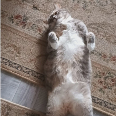 Киця на ім'я Ася