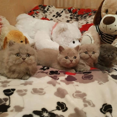 Аміна і котята