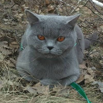 Лаккі