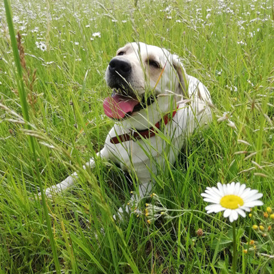 Альма, 4 роки