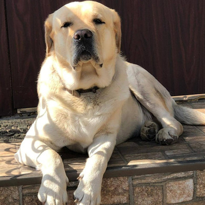 Арчі Рей, 5,5 років