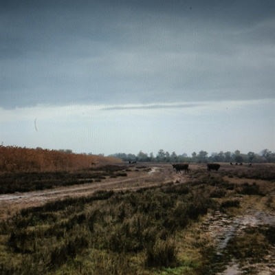 Алла Кошовенко