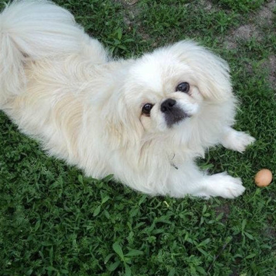 Мері, 7 років, м.Білопілля