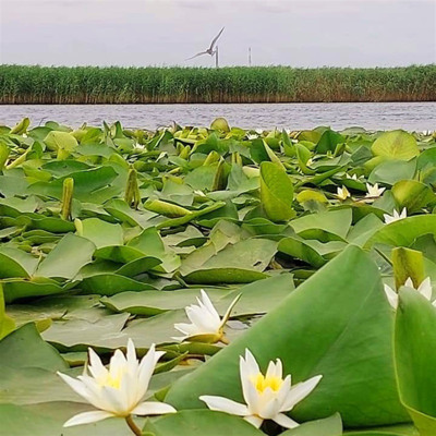 Степан Загризлий