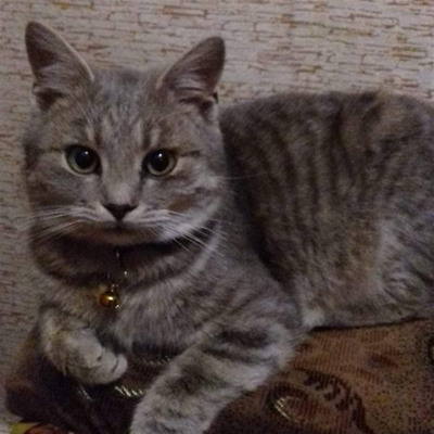 Мій Мурасик