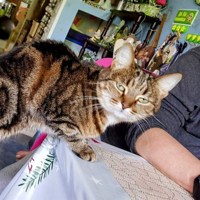 Кішка ДжейСі, м. Жовті, Води, 12 р.