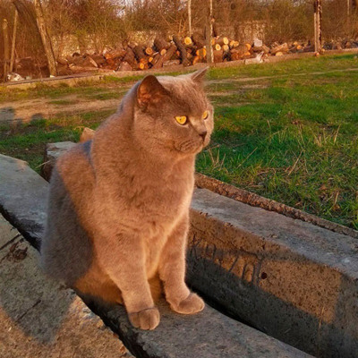 Граф Саймон