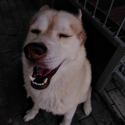 Сибірський хаскі Лорд