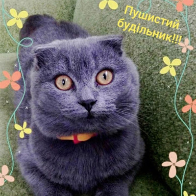 Тім