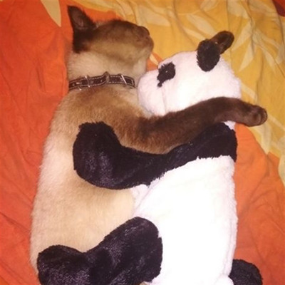 Тайський кіт Кардан