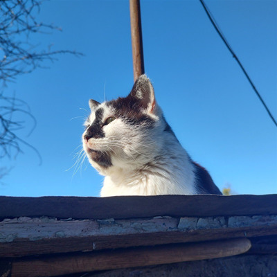 Бакс