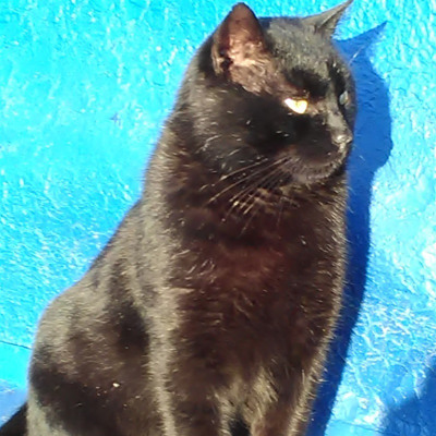 Том, 4,5 роки, м.Білопілля