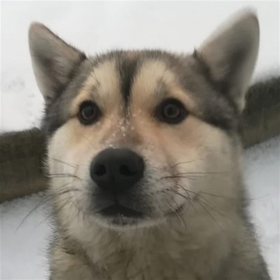 Буба