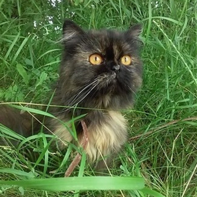 Світлана Паливода. Мася