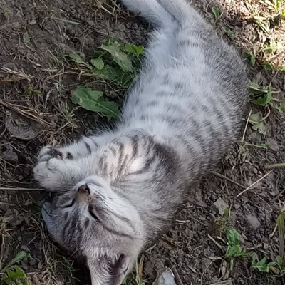 Пончик