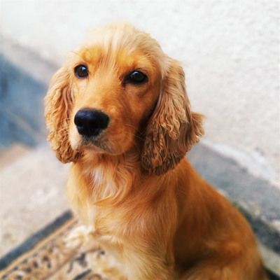 Англійський кокер-спанієль Аля