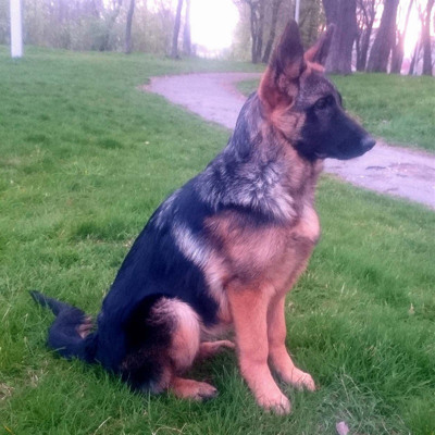 Німецька вівчарка Грейс