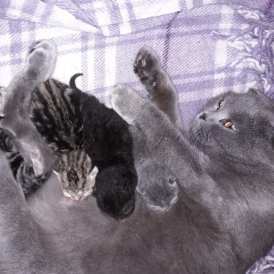 Аріна, 4 роки, м.Білопілля