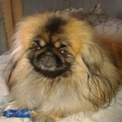 Красунчик Міка, м.Ворожба