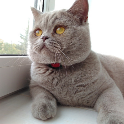 Шотландський прямовухий Марк