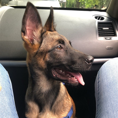 Бельгійский овчар Рам