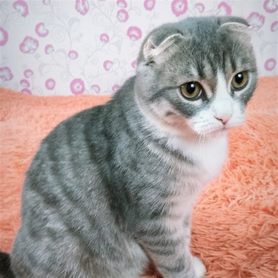 Тіма