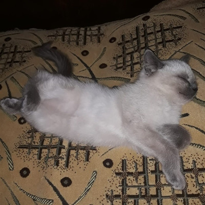 Мурка, 3 місяці, м.Білопілля