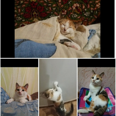 Сільва, 5 місяців, м. Білопілля