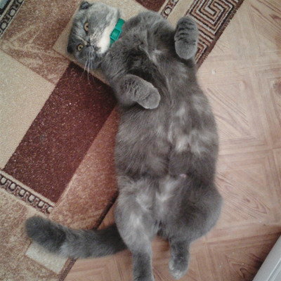 Джеся, 2 роки м.Ворожба 