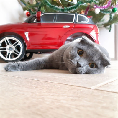 Честер