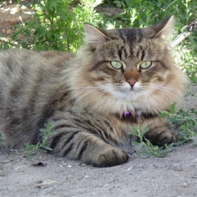 Томас