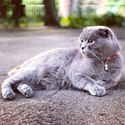 Красуня Плюшка