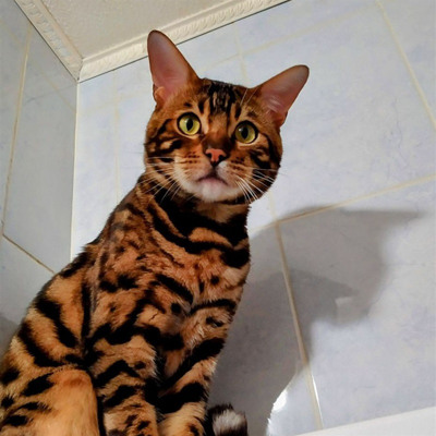 Лео, 6 років