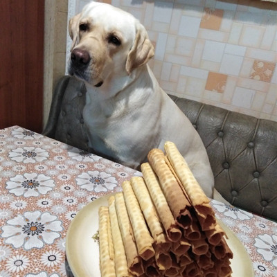 Ельза, 2,5 року, м.Білопілля