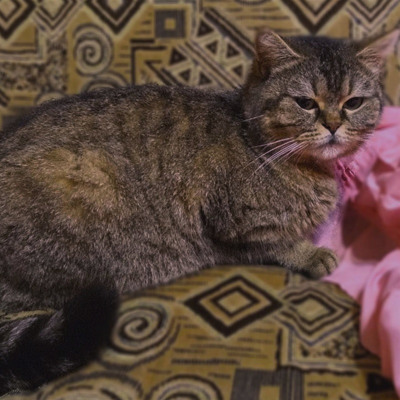 Кошечка София