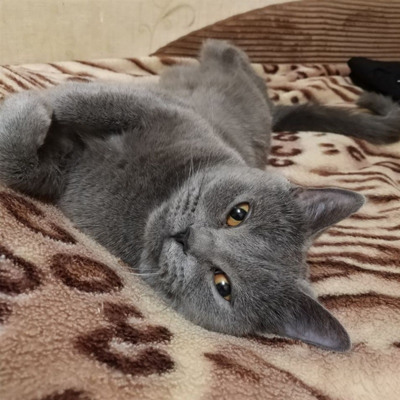 Элис — королева нашего дома👑