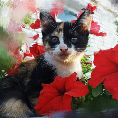 Мілашка, 5 місяців, м.Ворожба