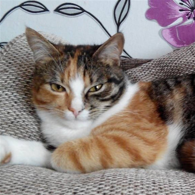 Барбаріска