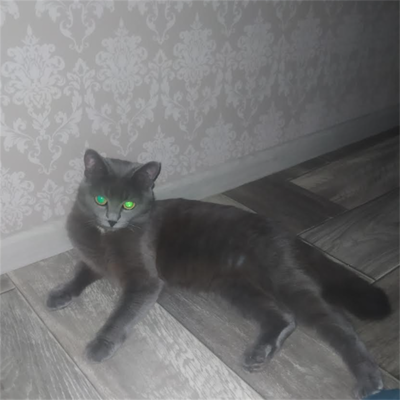 Кошка