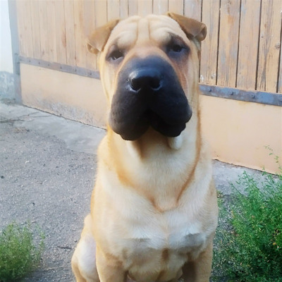 Боніфаций, 1 рік