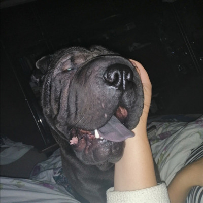 Багір, 1,5 року, м.Білопілля