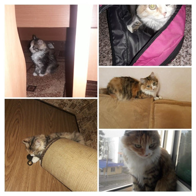 Венера, 1 рік, м.Білопілля