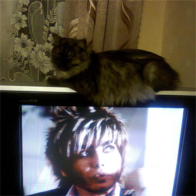 Я - кошка Люся. А ты что за Зверь?