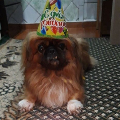 Філя, 3 роки, м.Білопілля