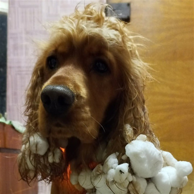 Грайливий Джоі, улюбленець багатьох дітлахів. Англійський коккер-спаніель, вік 2,9 роки