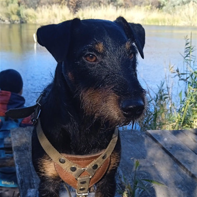 ягд тер'єр Арес