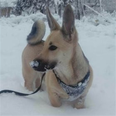 Джессі