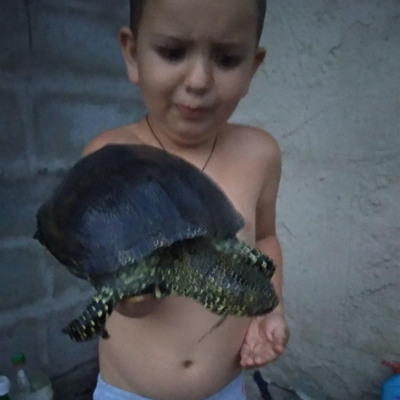 Тортіла