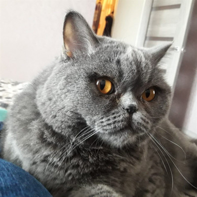 Тайсон