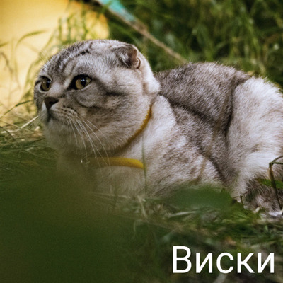 Юлія Опря та її Віскі